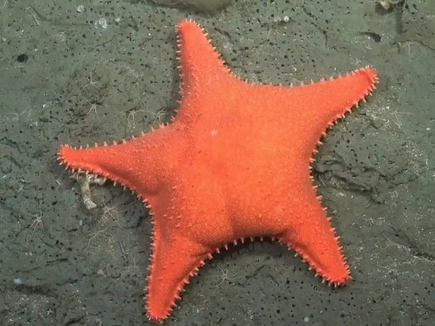 La Estrella de mar (Hippasteria phrygiana). Foto: Conicet