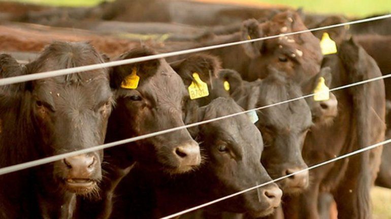 Aumentó 8,3% el precio de la hacienda en pie en Entre Ríos durante marzo