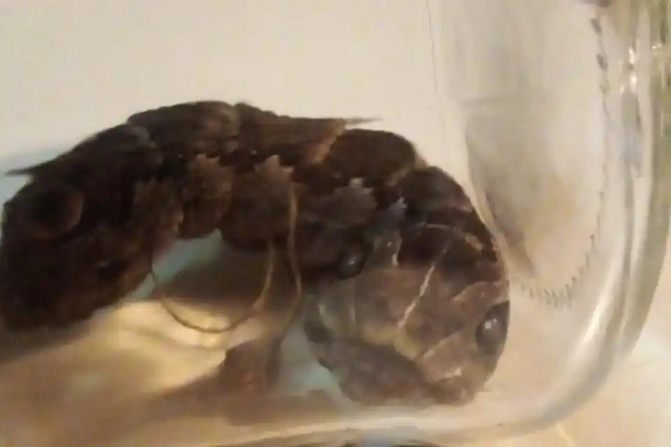 Encontró una "oruga serpiente" en un campo cercano a El Gallo