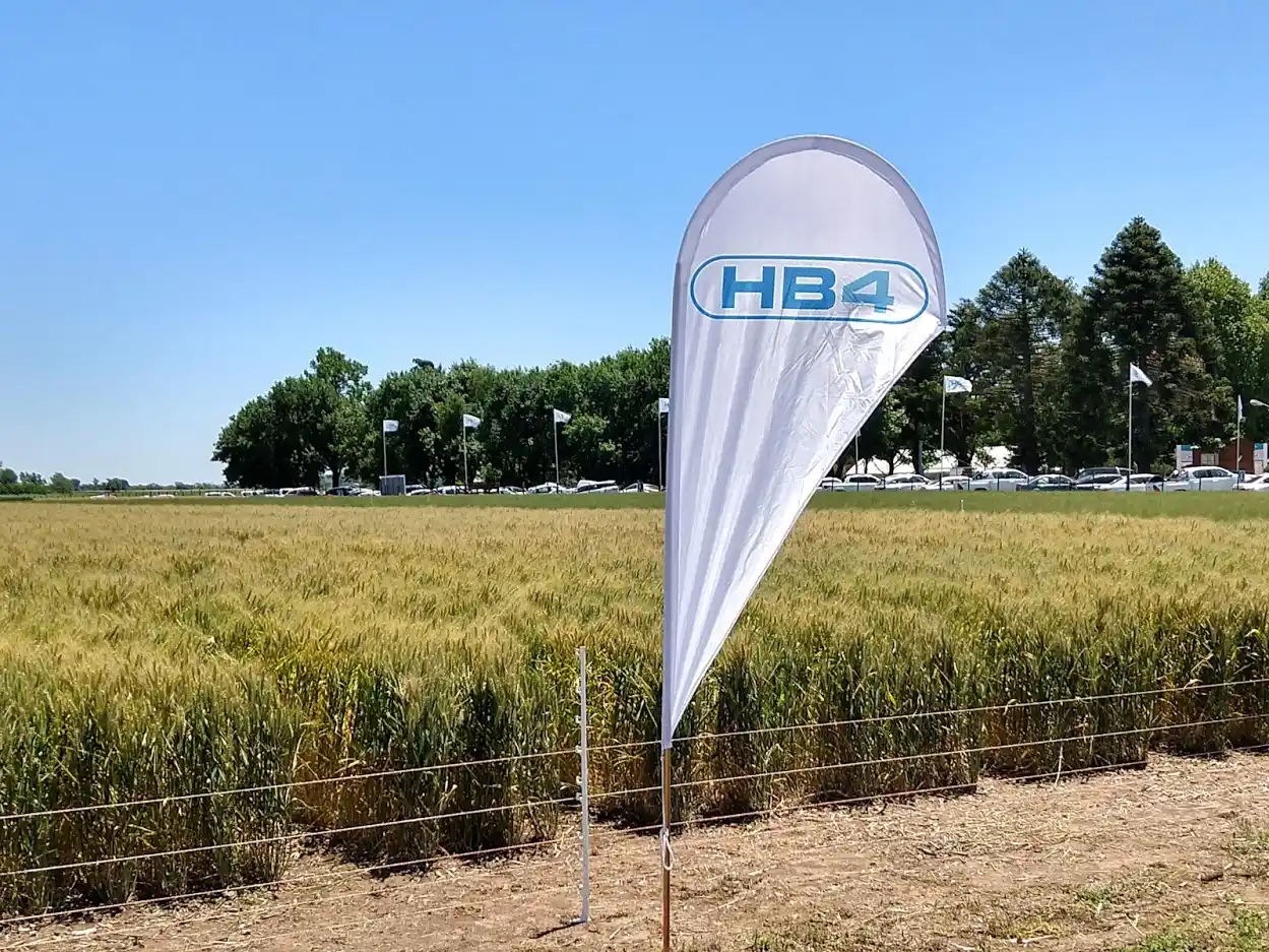 En una decisión histórica, Australia aprobó el trigo transgénico HB4  