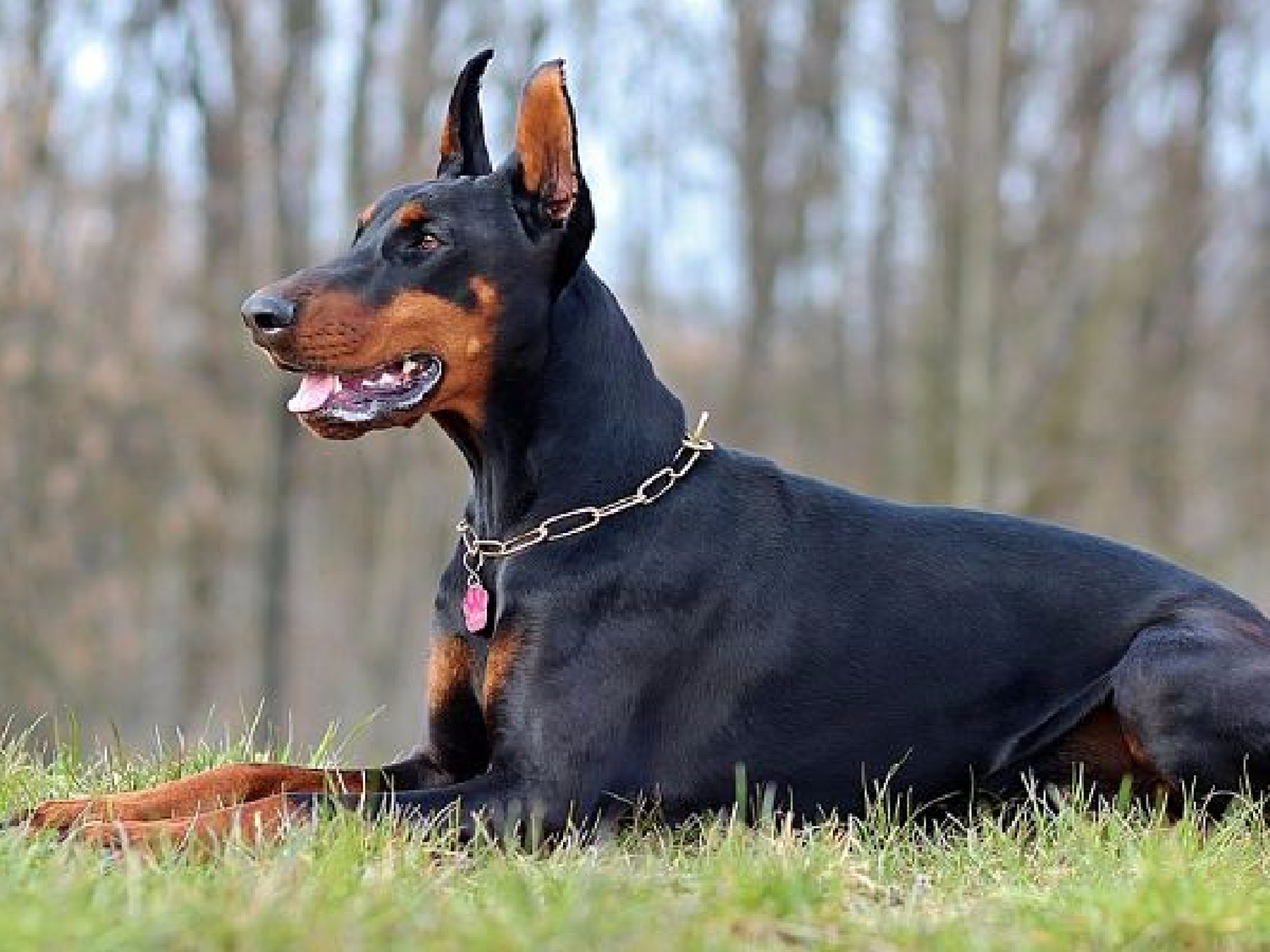 Bio Animalis organiza una jornada educativa sobre agresión canina