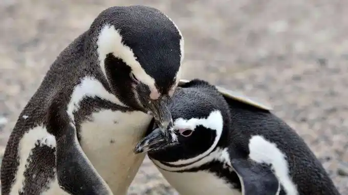 Aberrante: el dueño de un campo aplastó 140 nidos de pingüinos y electrificó a otro centenar