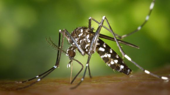 ¿ERES SANGRE DULCE? Por estas razones pican los mosquitos