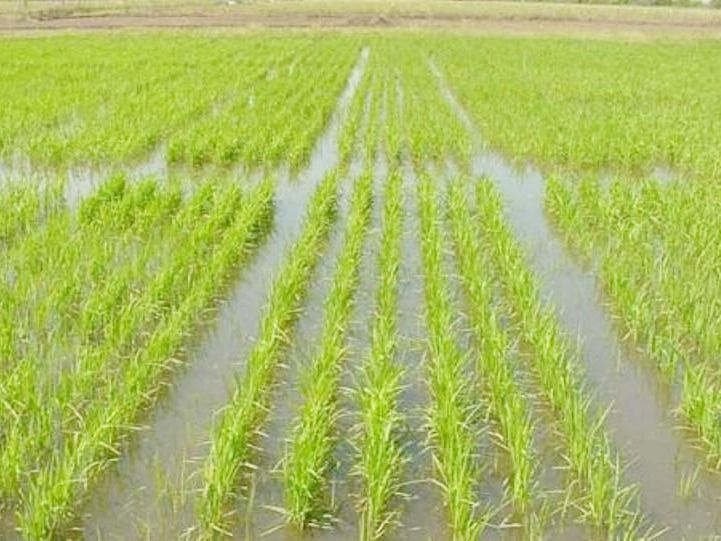 FAA Entre Ríos advirtió que con los valores actuales, el sector arrocero trabaja a pérdida