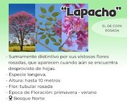 lapacho