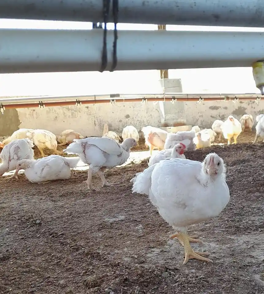 Abrió la inscripción para la Tecnicatura Universitaria en Granja y Producción Avícola