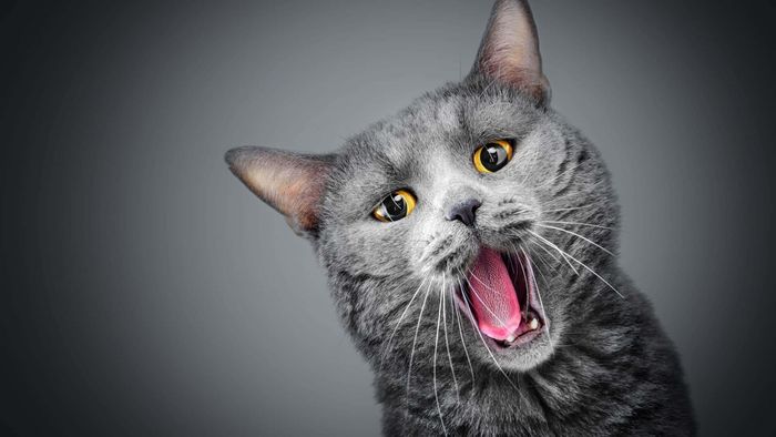 gatos - 1