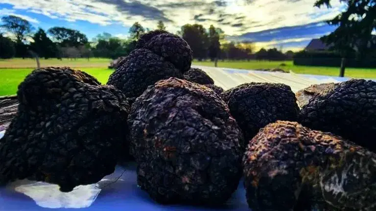 Nuevo Agro - Trufa negra: el oro negro que crece en el campo argentino