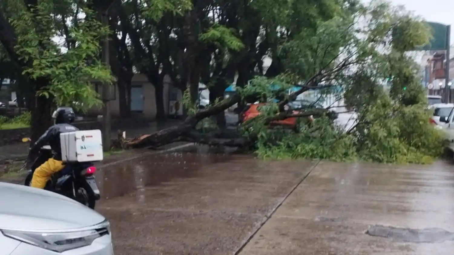 El temporal dejó un acumulado importante en lluvias y algunos árboles caídos, como este en la Plaza Belgrano.
