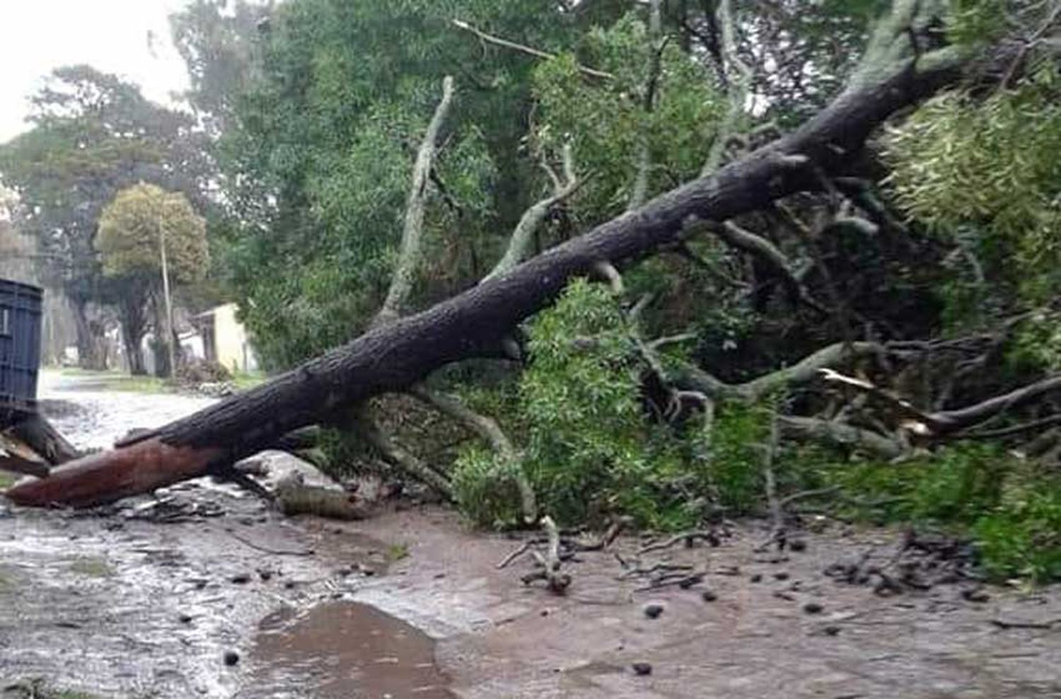 Rige alerta meteorológico para la ciudad por fuerte viento