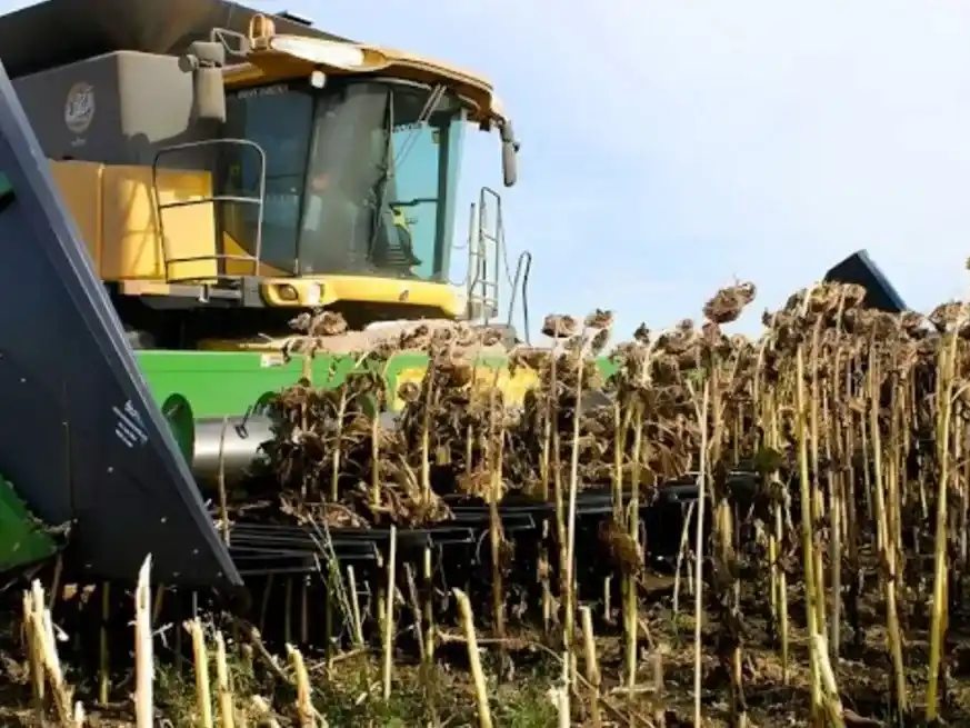 Nueve meses consecutivos en niveles récord para la molienda de girasol.
