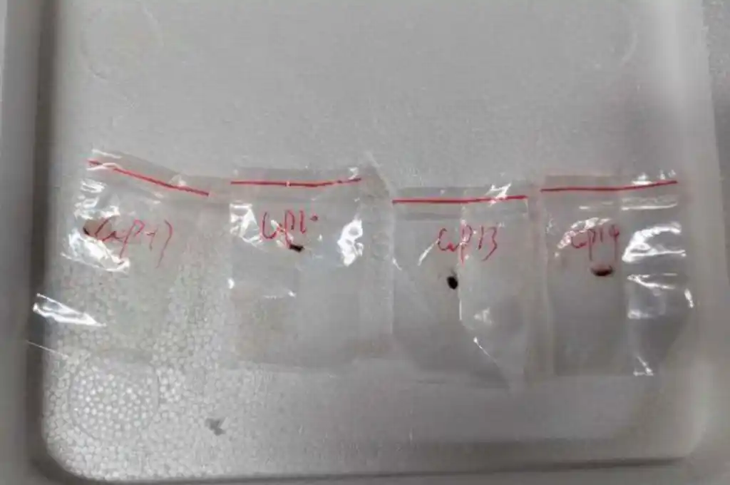 Fusarium graminearum, el hongo tóxico