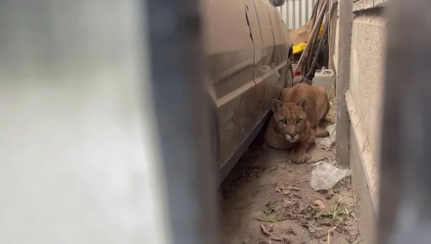 El hallazgo en un garage de la casa de Juan N. Fernández