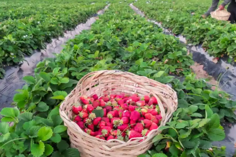 Encontraron a 13 personas trabajando en extrema precariedad en un campo de frutillas de Arroyo Leyes