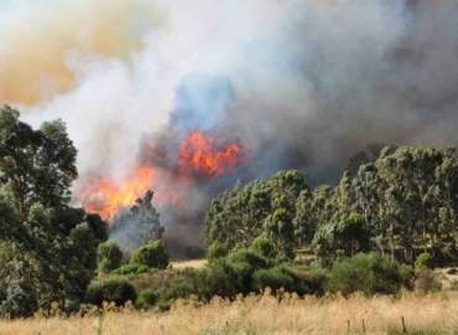 Incendio en Sierra de la Ventana: El fuego está a 100 metros de las viviendas