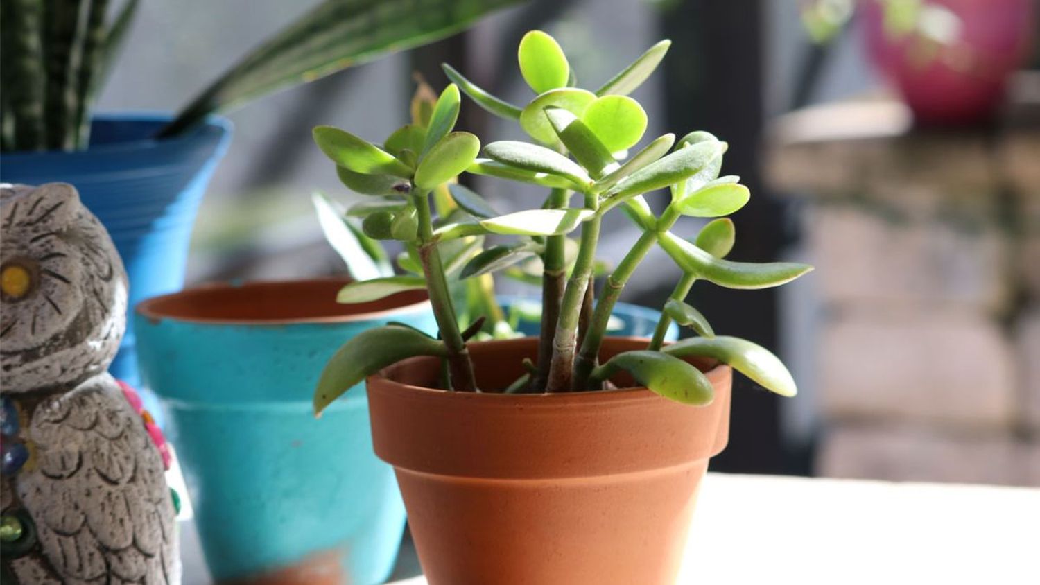 JADE: atrae la buena suerte y purifica el aire