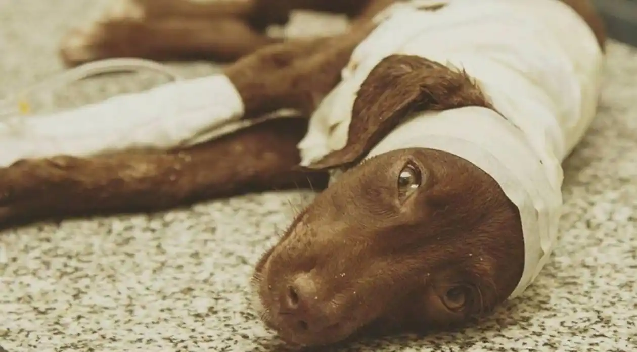  Caso Chocolate: la abogada del cachorro despellejado vivo llega a Gualeguaychú