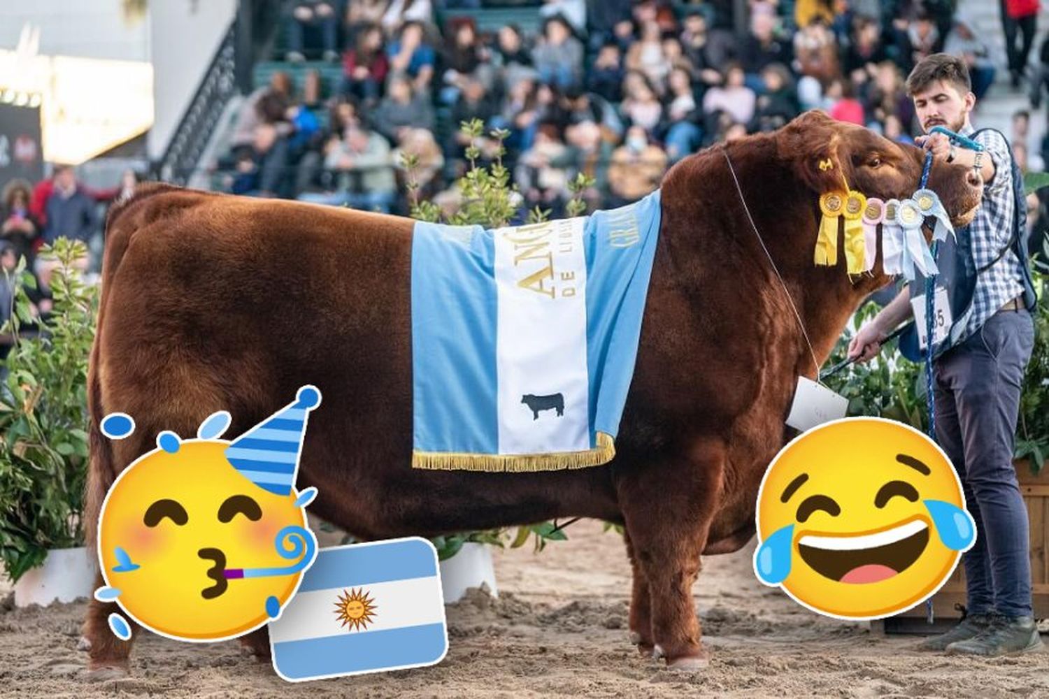 Un toro argentino ganó un Mundial y lo festejaron en redes con "Muchachos": "Quiero ganar la ternera"