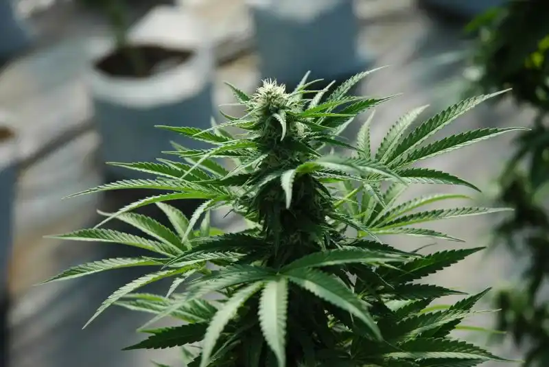 Primera variedad de cannabis medicinal de la Argentina