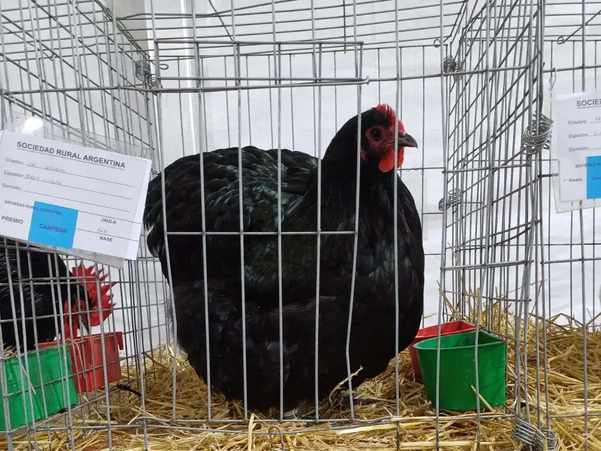 Hembra Gran Campeón de Palermo, de la raza Orpington Negro.
