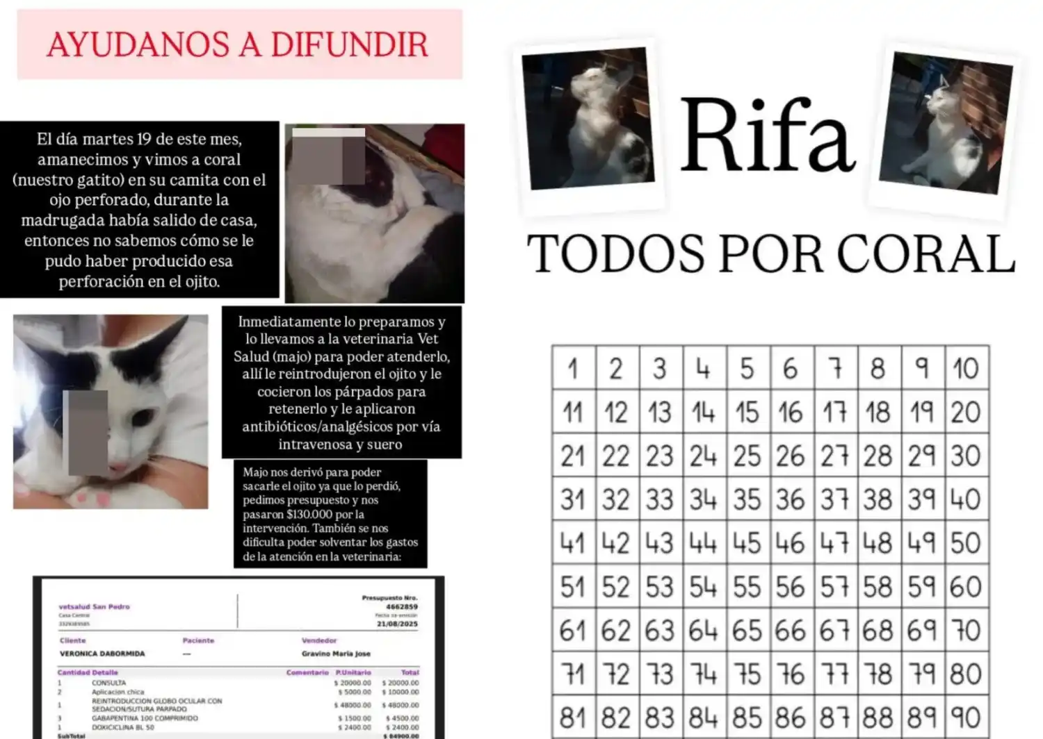 Familia pide colaboración para el gatito Coral