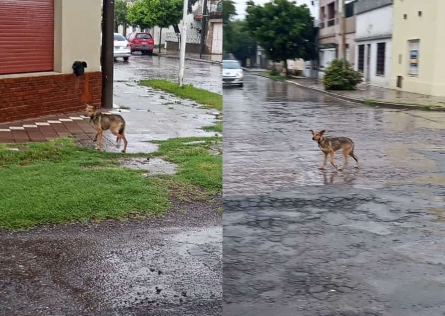 Perrita asustada en Belgrano y Dávila