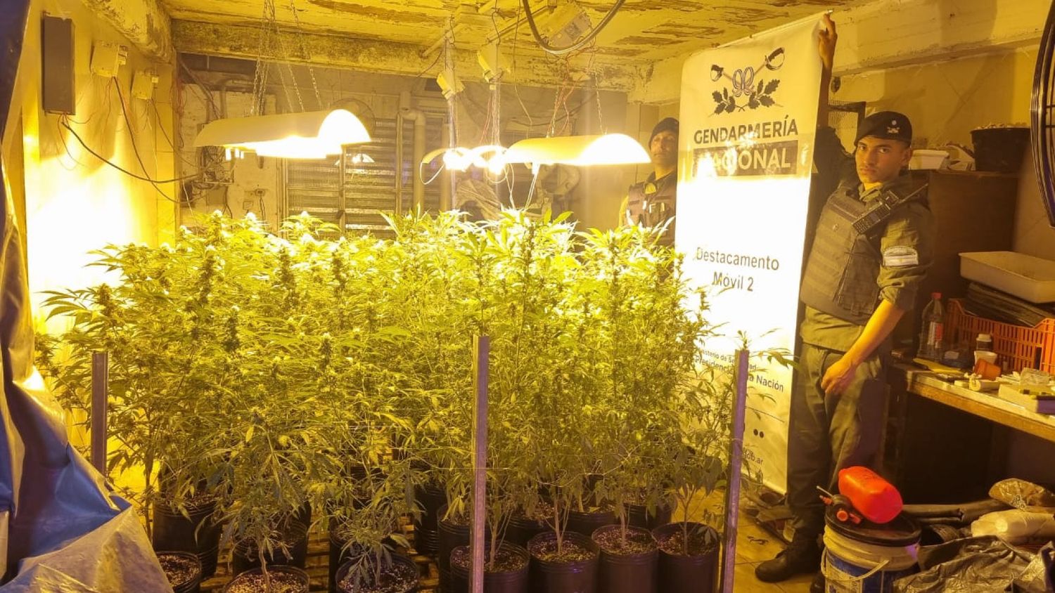 Efectivos de Gendarmería Nacional estaban patrullando y "olfatearon algo raro": era un invernadero repleto de marihuana