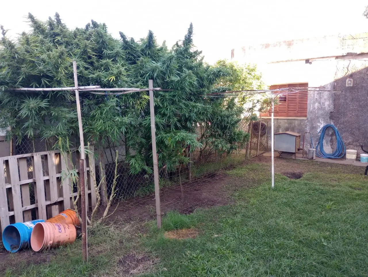 marihuana2