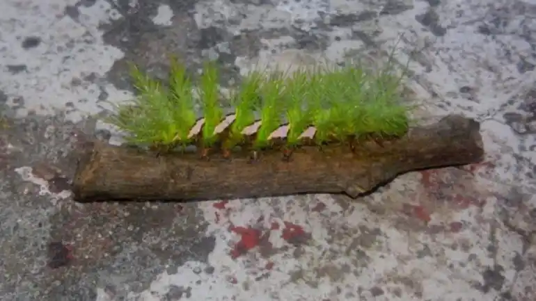 Hallaron otra oruga venenosa brasileña en Paraná