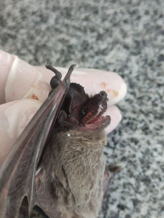 Se detectó un caso de murciélago positivo a rabia y se activa el anillo sanitario
