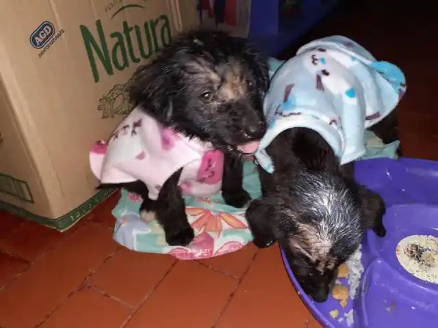 El abandono animal, no está en cuarentena