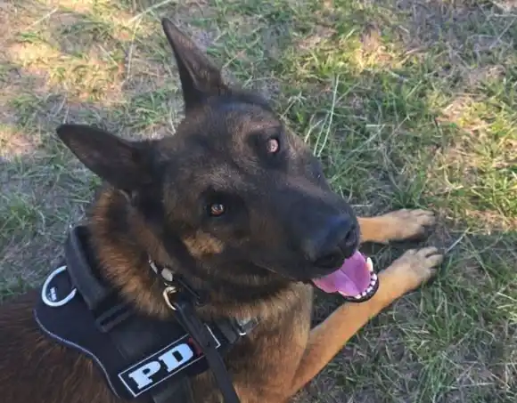 Perros de la PDI se consagraron campeón y subcampeón argentinos en una prestigiosa competencia en Córdoba