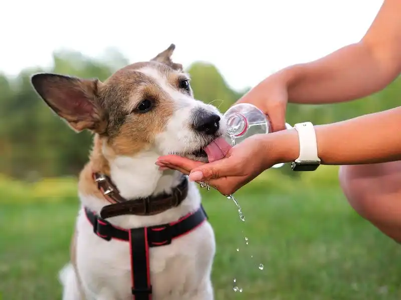 La importancia de cuidar a las mascotas.