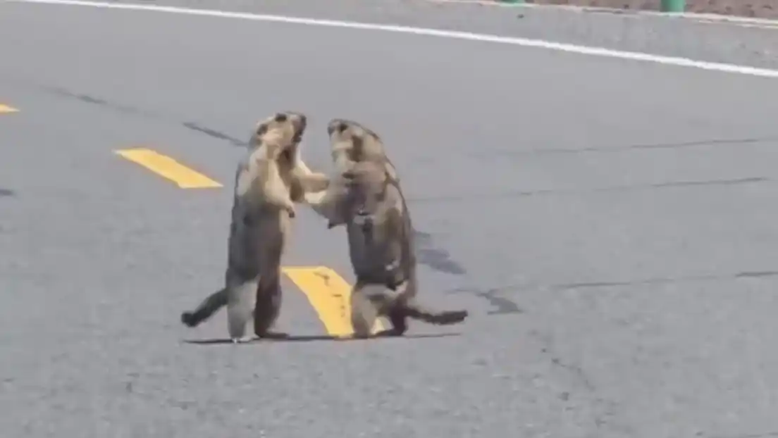 Duelo animal en plena ruta.