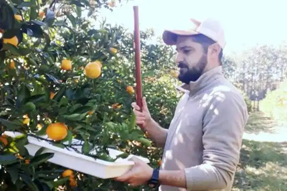 Citricultores dicen que venden muy por debajo de los costos