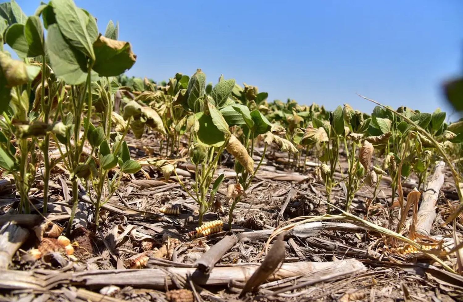 Se cosecharon apenas 21 millones de toneladas de soja 