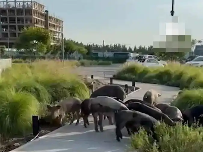 En medio de la disputa por los carpinchos, aparecieron chanchos salvajes en Nordelta