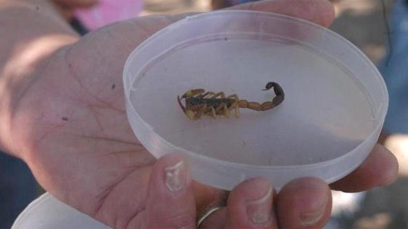 Prevención e identificación por posibles apariciones de alacranes