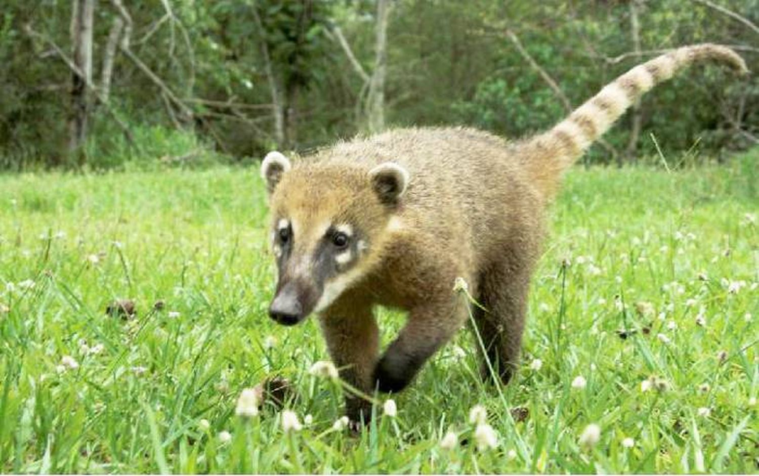 La fauna afectada, el  otro lado de los incendios