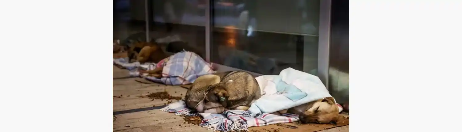 Miles de perros callejeros deambulan por Estambul