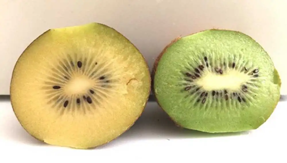Histórico: la Argentina exporta kiwi amarillo orgánico a Europa