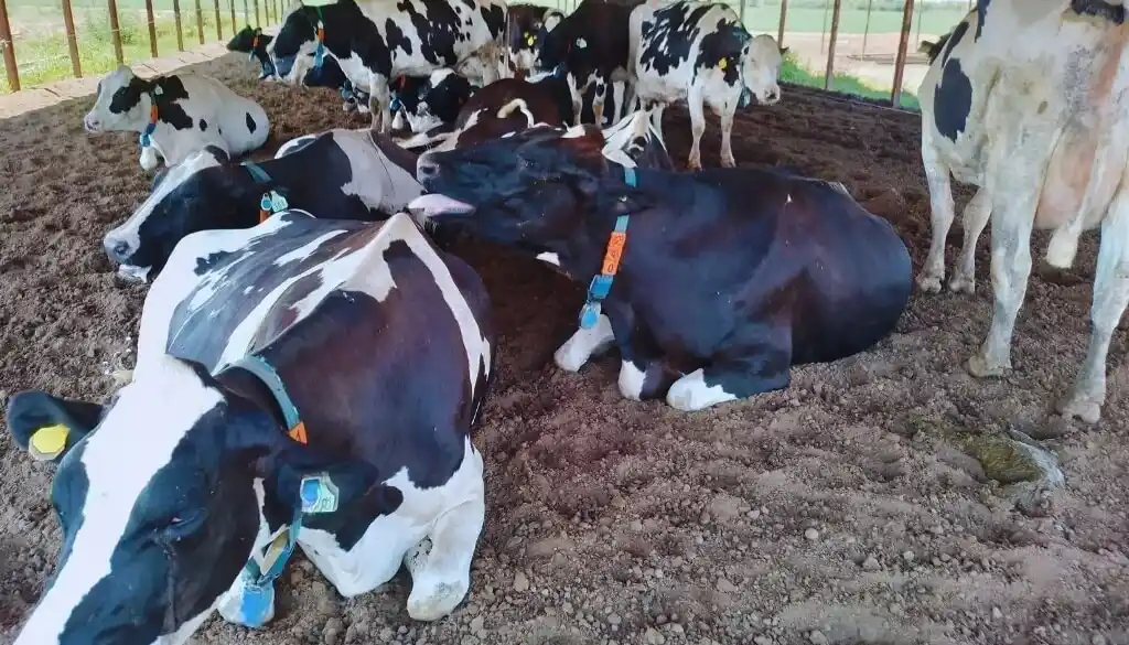 Los desafíos del tambo en verano: cómo anticiparse al estrés térmico en vacas lecheras