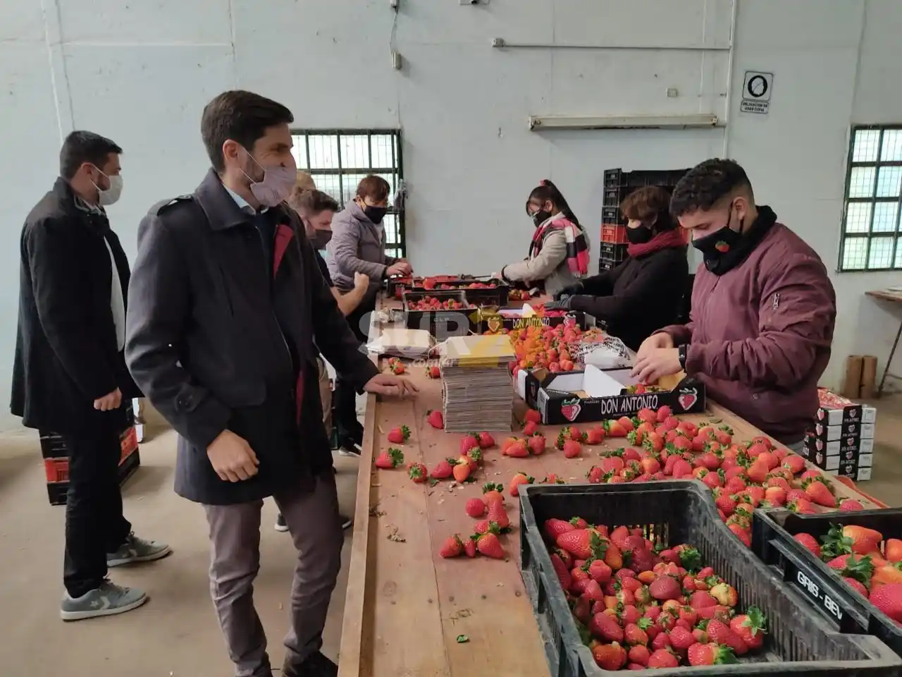 Coronda, la frutilla de la producción santafesina