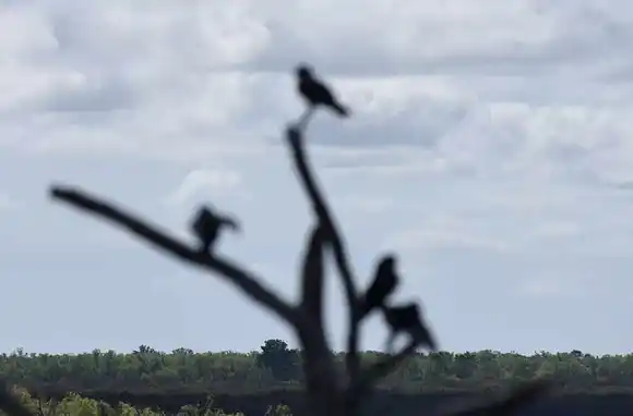 Miércoles de nubosidad variable y mañana fresca en Rosario