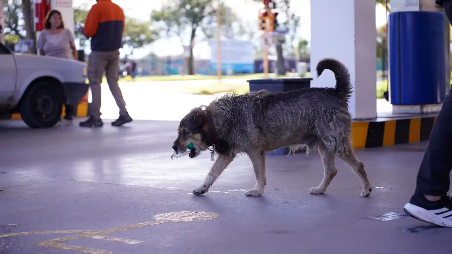 perro raul estacion de servicio gnc chile cervantes