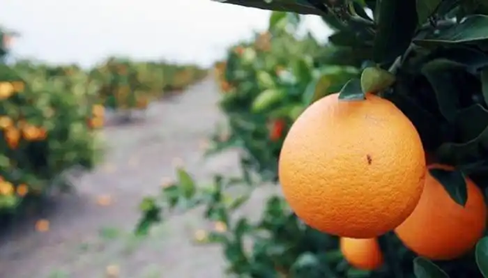 Este miércoles, Basterra recibirá a los representantes de la cadena frutihortícola