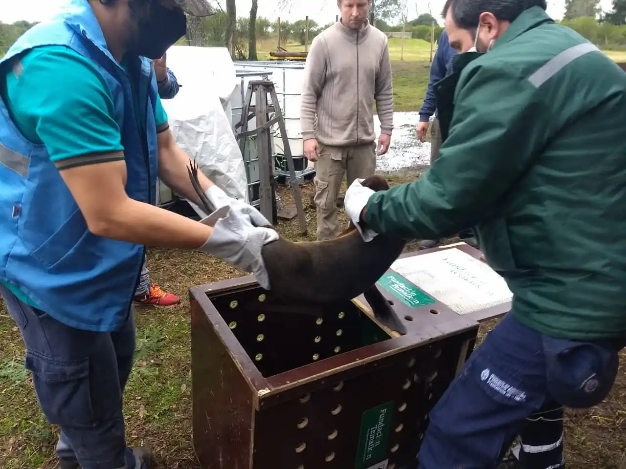 El lobito rescatado en Gualeguaychú volvió al mar