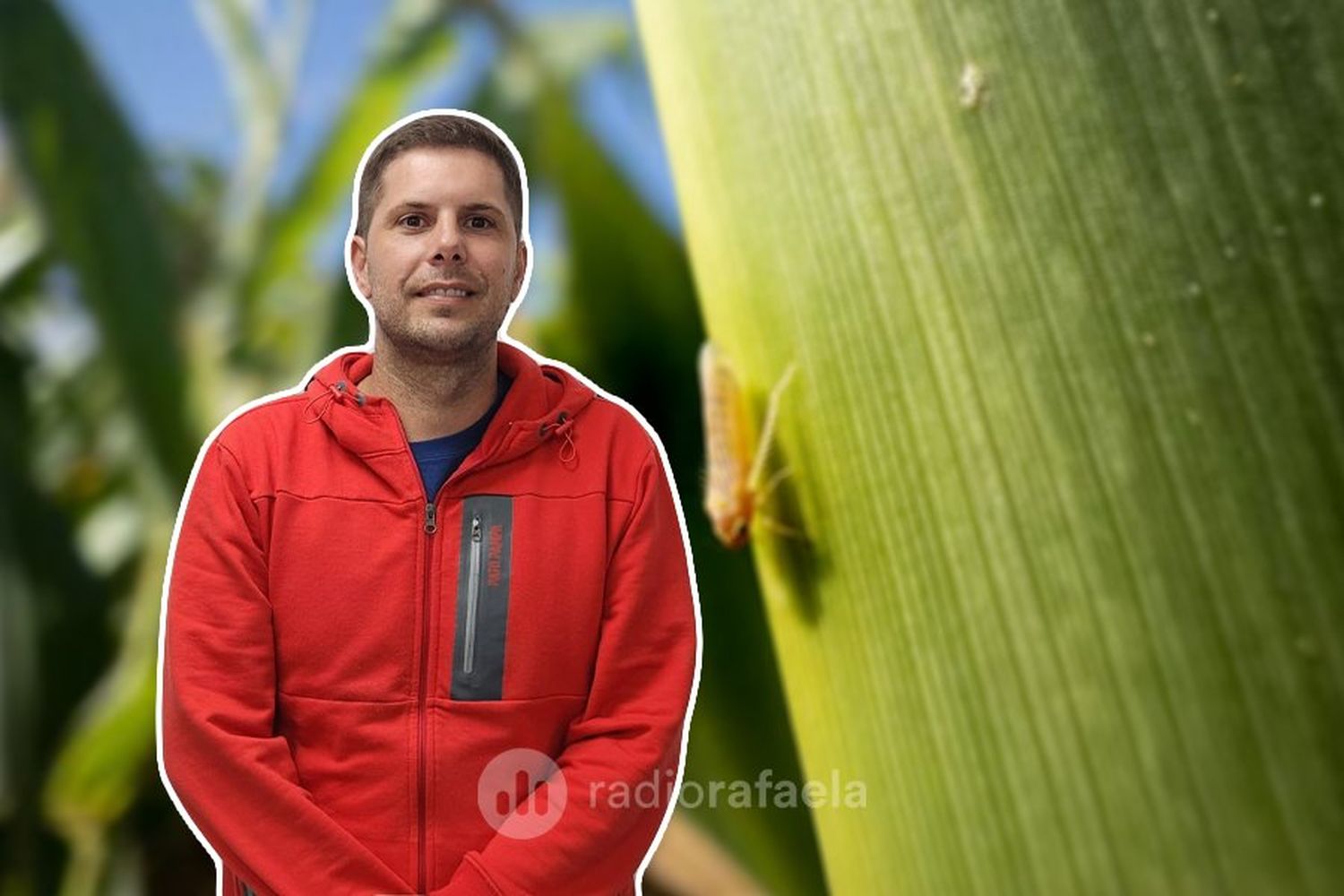 La afección de la chicharrita en maíz: “Todo esto es producto de la naturaleza”