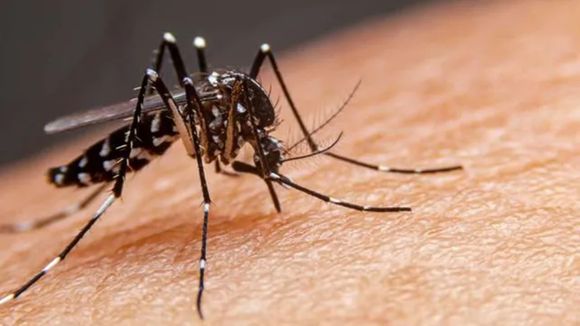 El gobierno de Santa Fe compró 160 mil dosis de vacunas contra el dengue