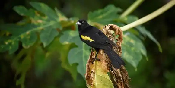 Nueva área protegida: Entre el monte y el río, Jardín Florido se suma al sistema de reservas naturales de Santa Fe